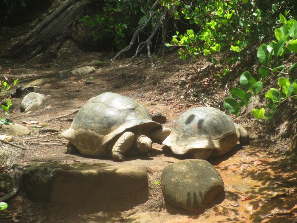 Schildkröte auf Moyenne Island