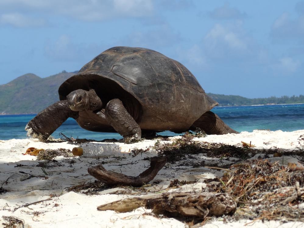 Riesenschildkröte auf Curieuse-Island