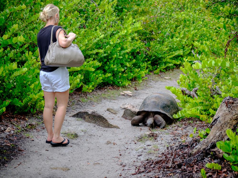 Riesenschildkröte auf Curieuse-Island