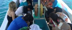 Excursions: Best-Tours Seychelles - Tour en bateau à fond de verre - Parc Marin St Anne