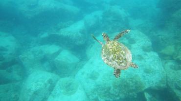 Anse Lazio-Schildkröte