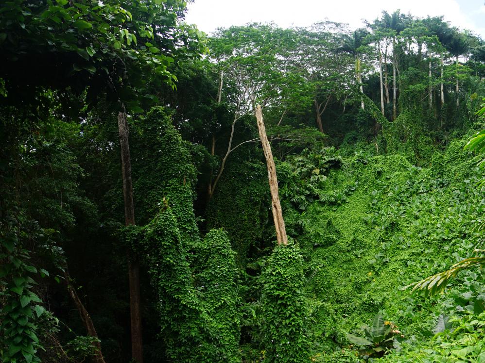 Mahé-Dschungel
