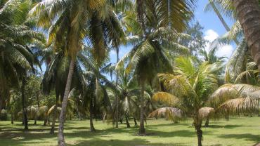 Kokosnuss Plantage