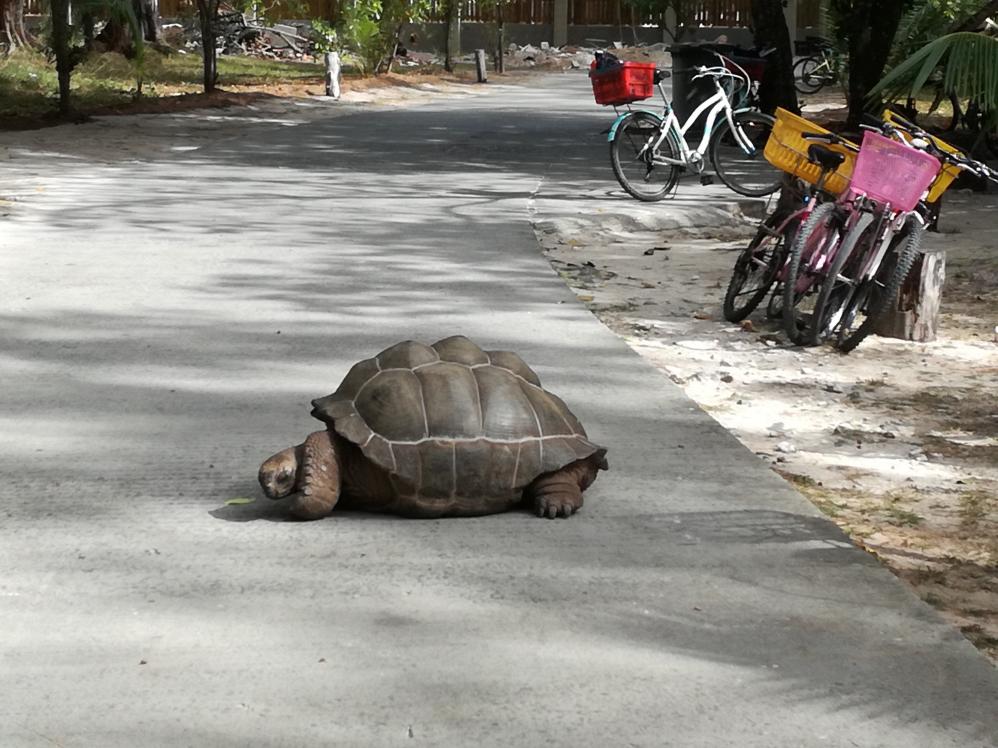 Riesenschildkröte auf der Straße, La Digue