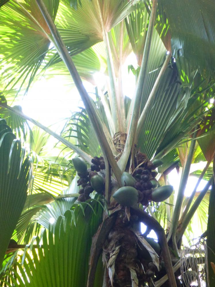 Eine weibliche Coco de Mer Palme, Praslin