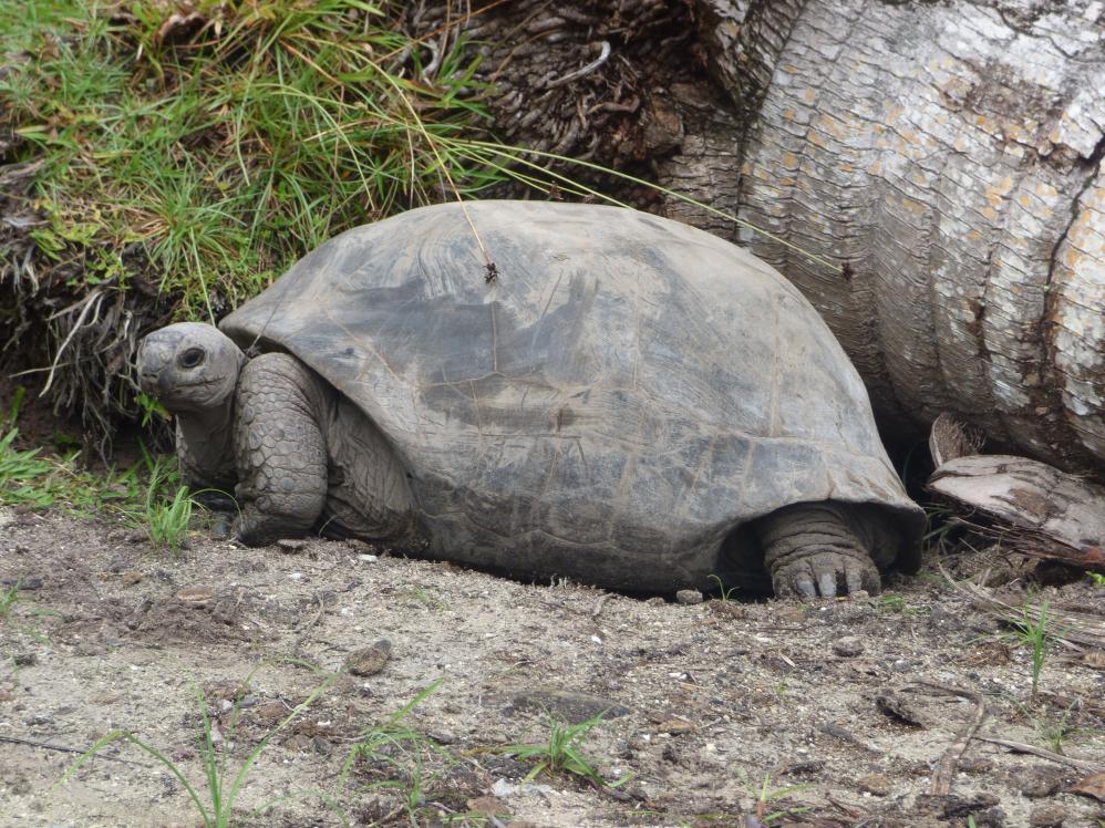 Riesenschildkröte auf Curieuse Island
