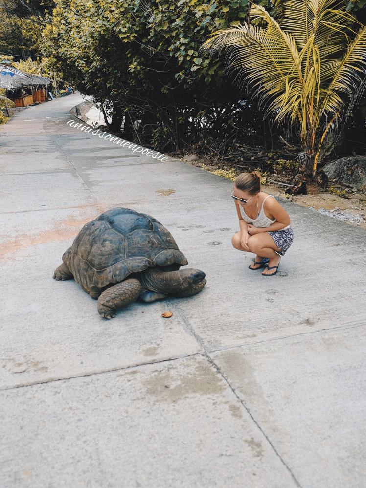 Riesenschildkröte auf der Straße